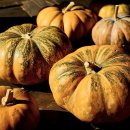 늙은 호박의 놀라운 효능과 영양성분 이미지