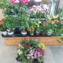 장성 꽃 화원 이미지