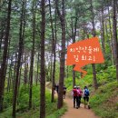 치악산둘레길 11코스 한가터길 | [ 치악산둘레길 ] 원주시 치악산 명품 잣나무 힐링 숲길! &#39;치악산둘레길 11코스 한가터길&#39; 걷기