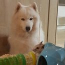 뽀솜이