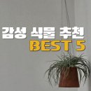 쉽게 키우는 반려식물🌿 실내 공기정화식물 추천! 식물인테리어추천 김포 몽플로리에서 직접 구매 후기