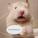 월등한고기쟁이 중산점