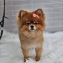 까끌레멍 이미지