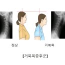씨에스나무병원 이미지