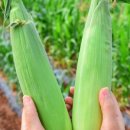 두천농장 이미지