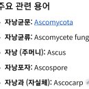 자낭균의 자낭 포자(Ascospore) 형성 및 숙주 침투 이미지