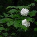 양평밸리 이미지