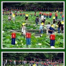 운악산 봉선사 연꽃축제 2024.7.7(4) 이미지