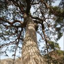 울진소나무 이미지