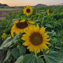 난정 | 강화 가볼 만한 곳 2025 교동도 난정해바라기정원 축제 후기