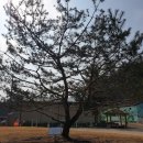 석송령공중화장실 이미지