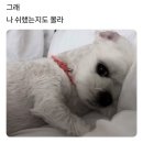 일로와
