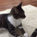 우성이불