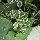 개나리세탁 이미지