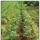 액비골(1) 이미지