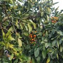 준순농장2 | 제주도 서귀포 하례감귤체험농장 타이벡 감귤 직접 따가기 택배도 가능