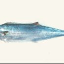 생선이야기 이미지