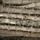 궁.엄나무삼계탕 이미지