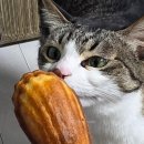 떡바람 | 동탄 병점 상하이 버터떡 파는 곳 가격 배달 후기 (진안동 하니바람)