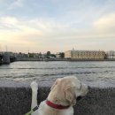 강아지나라동물병원 이미지