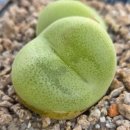 R라튬교배종 군생(왕사탕) 이미지