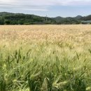 금호강5 이미지