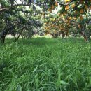 강대농장 이미지