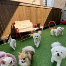 댕구르강아지유치원 이미지