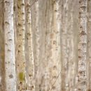 자작나무한의원 이미지