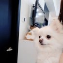 심바동물병원 | 애견 치과 치료) 강아지스케일링,강아지치석제거,강아지호흡마취 (마이펫플러스후기, 심바동물병원후기)