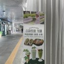 내삼 | [마곡나루] 해피팜카페 | 힘내삼라떼 • 새싹삼 힘내삼 10뿌리 구매 후기 💚