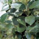 완도 예송리 상록수림 이미지