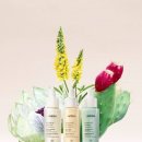 보태니컬 이미지