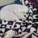 원더플독 이미지