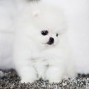 제이애견샵 이미지