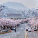 꽃마을로4 이미지