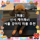 머드독 | [미용] 꼼꼼한 강아지 미용 추천 / 신사 케이독st