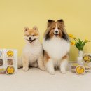 멍멍푸드 이미지