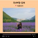 [동해] 한국의 스위스, 보라빛 풍경이 가득한 라벤더 축제(6.14~6.22) :: 무릉별유천지