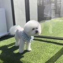 멜로우 그루밍 이미지