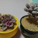 문스톤