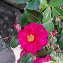 대포동 등명대 이미지