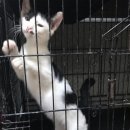 원무역상사 | 고양이 영양제 / 모질 개선 ::비타그레이비 울산 유기 동물 센터 후기 + 비오칸엠