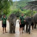 코끼리 | 태국 푸켓 여행 4일차 | 생츄어리 코끼리 보호소 내돈내산 후기(준비물, 예약, 팁)