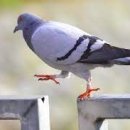 비둘기공원2 이미지