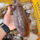 신안우럭 이미지