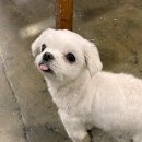 꿈꾸는천사들