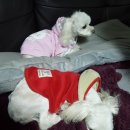 폼나"개" 이미지