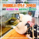 슬로우도 | 태안 애견동반 카페 추천｜슬로우어스 베이커리 방문 후기