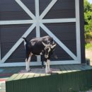 미남목장 이미지